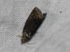 Cydia splendana